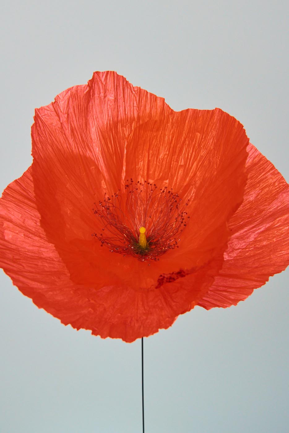 Kenzo Parfums William Amor