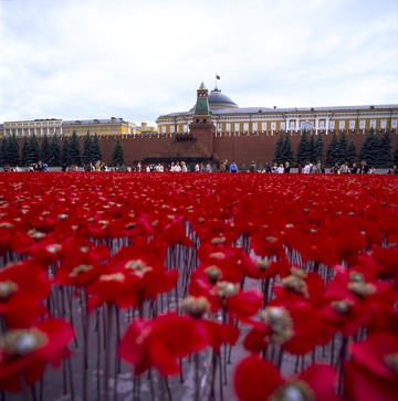Poppy fields